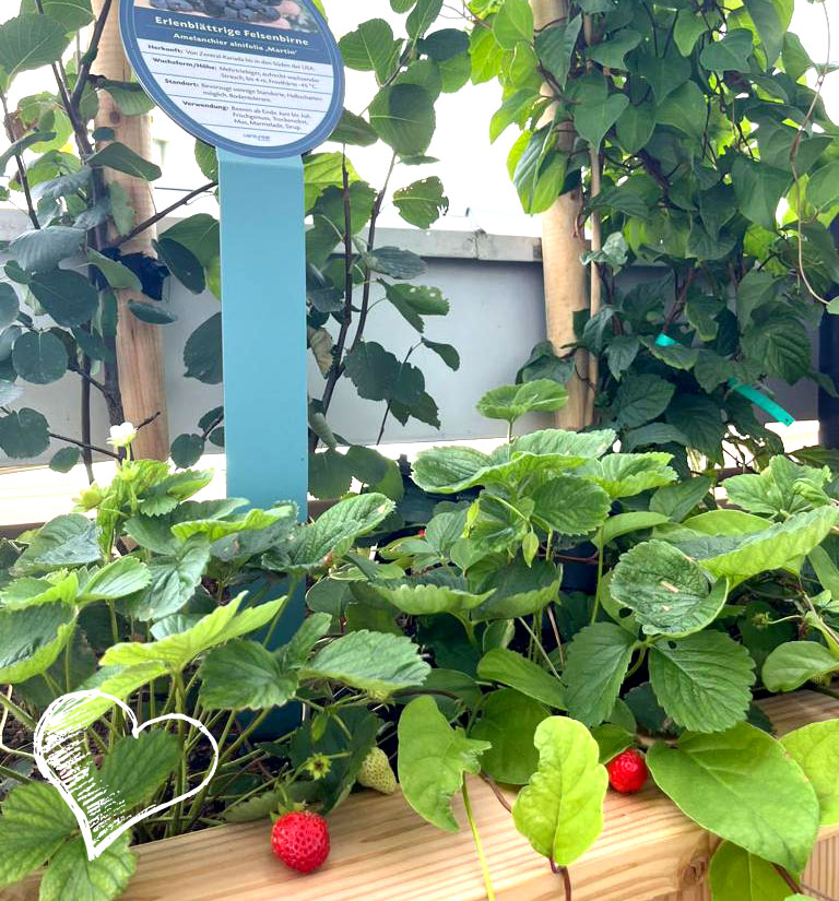 Herzensprojekt Essbare Terrasse