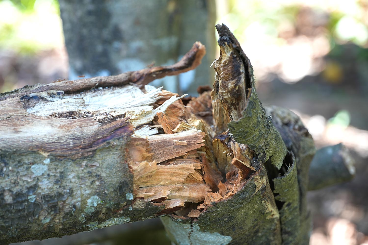 vom Sturm zerbrochener Baumstamm